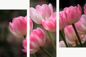 Růžové tulipány v jemném světle – Třídílný obraz C, 90 × 60 cm