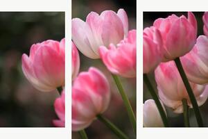 Růžové tulipány v jemném světle – Třídílný obraz B, 90 × 60 cm
