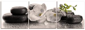 Obraz na plátně - Lávové kameny a květy - panoráma 563FB (150x50 cm)