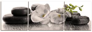 Obraz na plátně - Lávové kameny a květy - panoráma 563FC (150x50 cm)