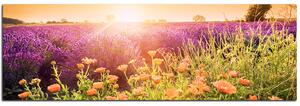 Obraz na plátně - Levandulové pole zalité sluncem - panoráma 565A (120x45 cm)