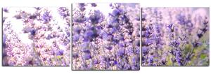 Obraz na plátně - Levandule - panoráma 567D (150x50 cm)