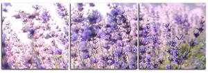 Obraz na plátně - Levandule - panoráma 567B (150x50 cm)