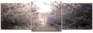 Obraz na plátně - Stezka mezi levanduloví keři - panoráma 566FD (90x30 cm)
