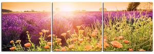 Obraz na plátně - Levandulové pole zalité sluncem - panoráma 565B (150x50 cm)