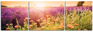 Obraz na plátně - Levandulové pole zalité sluncem - panoráma 565C (90x30 cm)