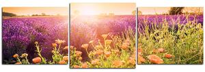 Obraz na plátně - Levandulové pole zalité sluncem - panoráma 565D (150x50 cm)