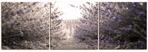 Obraz na plátně - Stezka mezi levanduloví keři - panoráma 566FB (90x30 cm)