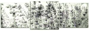 Obraz na plátně - Levandule - panoráma 567FD (150x50 cm)