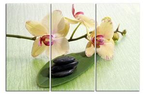 Obraz na plátně - Květy orchideje 162B (90x60 cm )