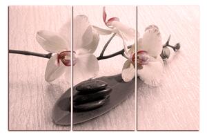 Obraz na plátně - Květy orchideje 162FB (120x80 cm)