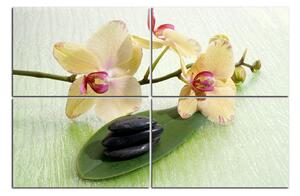 Obraz na plátně - Květy orchideje 162C (150x100 cm)
