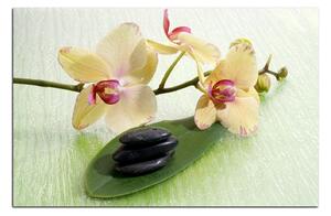 Obraz na plátně - Květy orchideje 162A (100x70 cm)