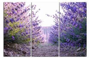 Obraz na plátně - Stezka mezi levanduloví keři 166B (105x70 cm)