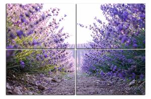 Obraz na plátně - Stezka mezi levanduloví keři 166D (90x60 cm)