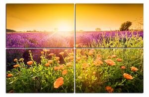 Obraz na plátně - Levandulové pole zalité sluncem 165D (120x80 cm)