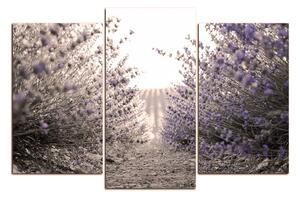 Obraz na plátně - Stezka mezi levanduloví keři 166FC (90x60 cm)