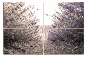 Obraz na plátně - Stezka mezi levanduloví keři 166FD (120x80 cm)