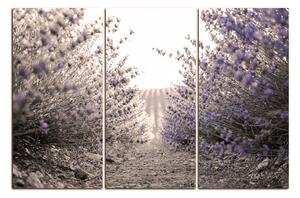 Obraz na plátně - Stezka mezi levanduloví keři 166FB (150x100 cm)