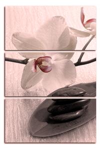 Obraz na plátně - Květy orchideje - obdélník 762FB (90x60 cm )