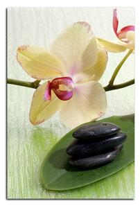 Obraz na plátně - Květy orchideje - obdélník 762A (90x60 cm )