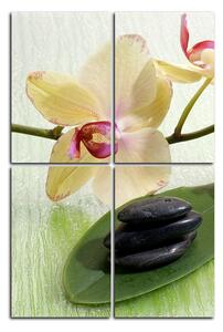 Obraz na plátně - Květy orchideje - obdélník 762D (90x60 cm)