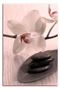 Obraz na plátně - Květy orchideje - obdélník 762FA (60x40 cm)
