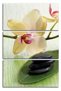 Obraz na plátně - Květy orchideje - obdélník 762B (90x60 cm )