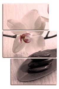 Obraz na plátně - Květy orchideje - obdélník 762FC (120x80 cm)