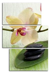 Obraz na plátně - Květy orchideje - obdélník 762C (120x80 cm)