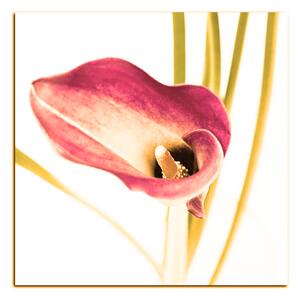 Obraz na plátně - Květina lilie - čtverec 379FA (50x50 cm)