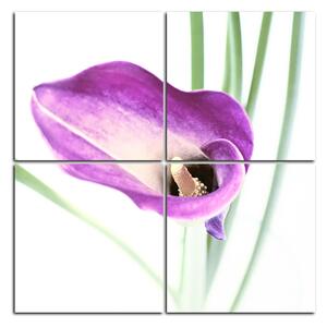 Obraz na plátně - Květina lilie - čtverec 379D (60x60 cm)