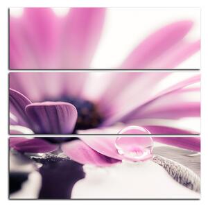 Obraz na plátně - Kapka rosy na lupenech květu - čtverec 380C (75x75 cm)