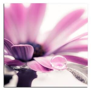 Obraz na plátně - Kapka rosy na lupenech květu - čtverec 380A (50x50 cm)