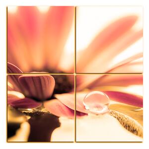 Obraz na plátně - Kapka rosy na lupenech květu - čtverec 380QD (60x60 cm)