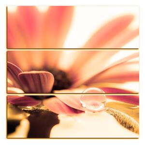 Obraz na plátně - Kapka rosy na lupenech květu - čtverec 380QC (105x105 cm)
