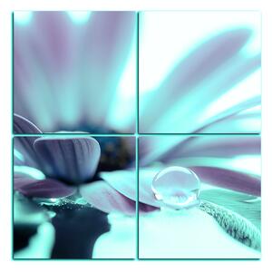 Obraz na plátně - Kapka rosy na lupenech květu - čtverec 380FD (60x60 cm)