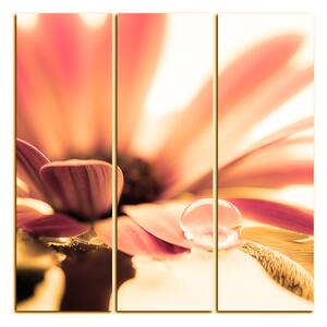 Obraz na plátně - Kapka rosy na lupenech květu - čtverec 380QB (75x75 cm)