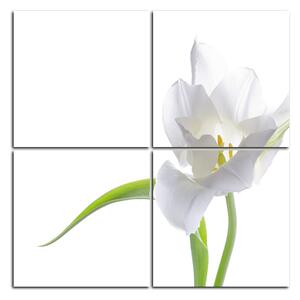 Obraz na plátně - Tulipán - čtverec 381D (60x60 cm)