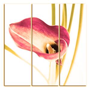 Obraz na plátně - Květina lilie - čtverec 379FB (75x75 cm)
