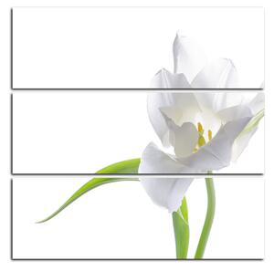 Obraz na plátně - Tulipán - čtverec 381C (75x75 cm)