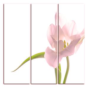 Obraz na plátně - Tulipán - čtverec 381QB (75x75 cm)
