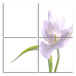 Obraz na plátně - Tulipán - čtverec 381FD (60x60 cm)