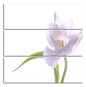 Obraz na plátně - Tulipán - čtverec 381FC (75x75 cm)