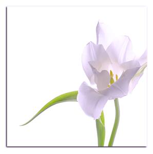 Obraz na plátně - Tulipán - čtverec 381FA (50x50 cm)