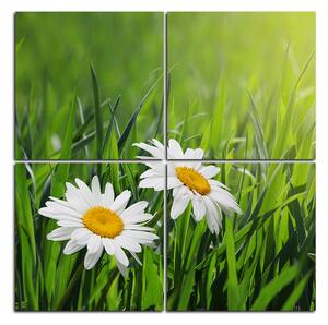 Obraz na plátně - Heřmánek v zelené trávě - čtverec 385E (60x60 cm)