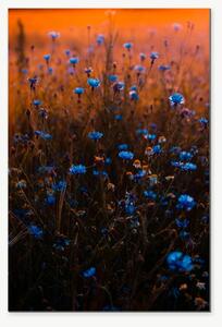 Modré chrpy v teplém soumraku – Jednodílný obraz, 40 × 60 cm