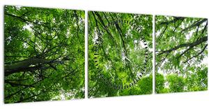 Obraz - Pohled do korun stromů (s hodinami) (90x30 cm)