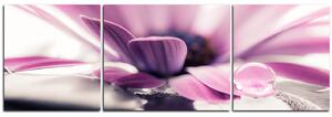 Obraz na plátně - Kapka rosy na lupenech květu - panoráma 580C (150x50 cm)