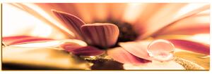 Obraz na plátně - Kapka rosy na lupenech květu - panoráma 580QA (105x35 cm)
